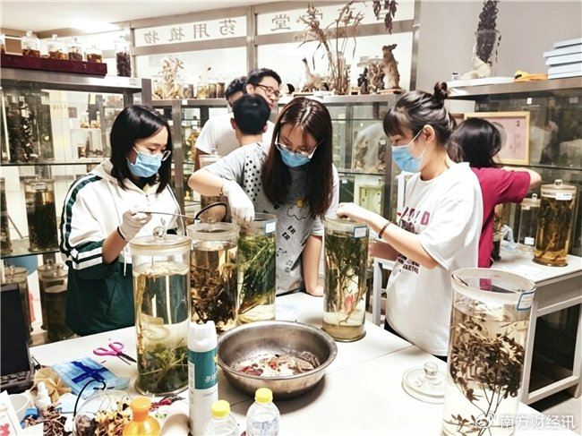 酵母工厂造艾草精华 山东第二医科大学团队突破中药黄酮合成关键技术